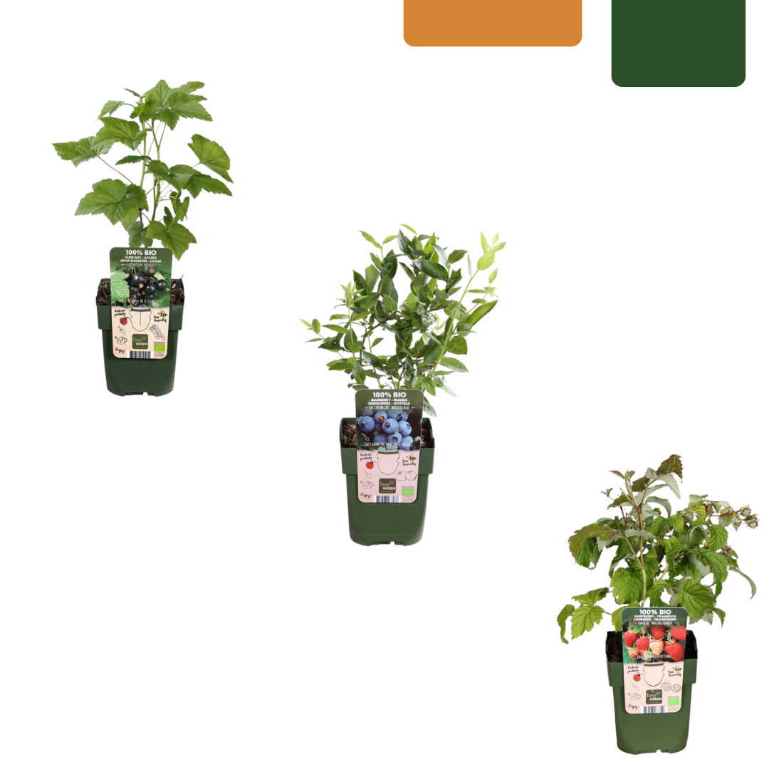 "Vruchten feestje" BIO Fruitplanten mix set van 3 verschillende soorten