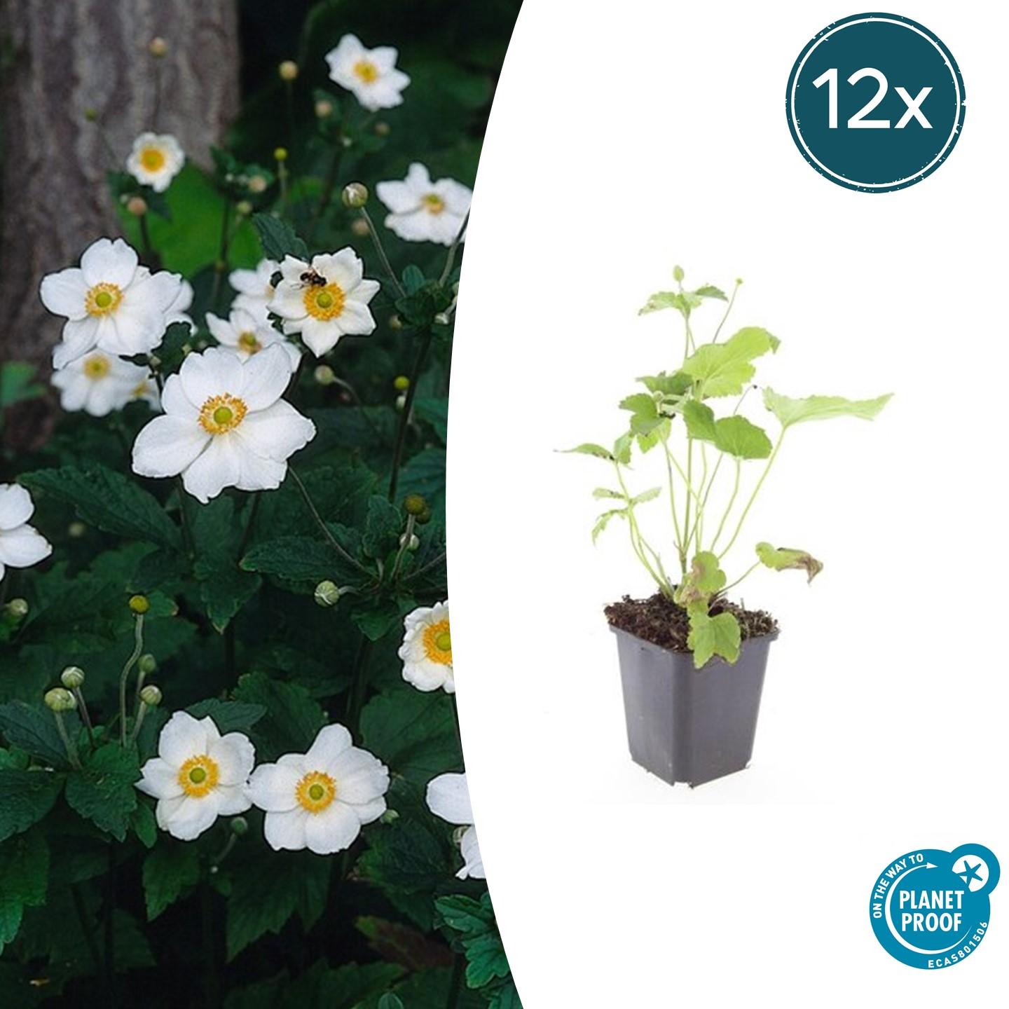 Anemone hyb. 'Honorine Jobert' potmaat 9 cm hoogte 10 tot 25 cm