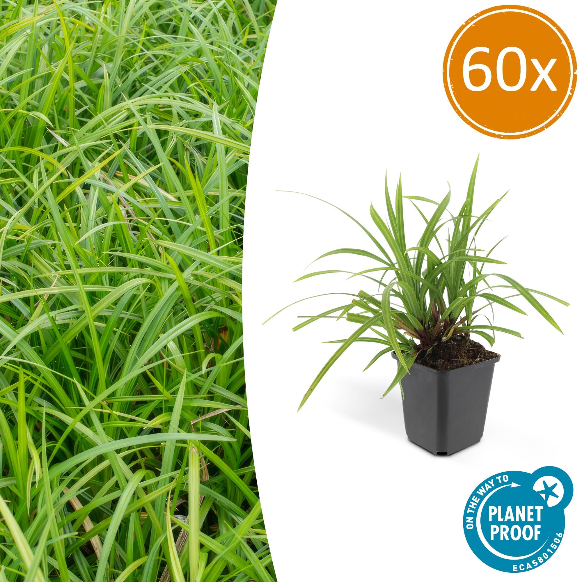 Carex morrowii 'Irish Green' potmaat 9 cm hoogte 10 tot 25 cm