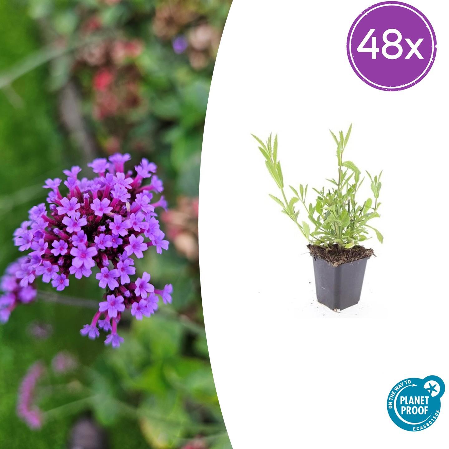 Verbena bonariensis potmaat 9 cm hoogte 10 tot 25 cm