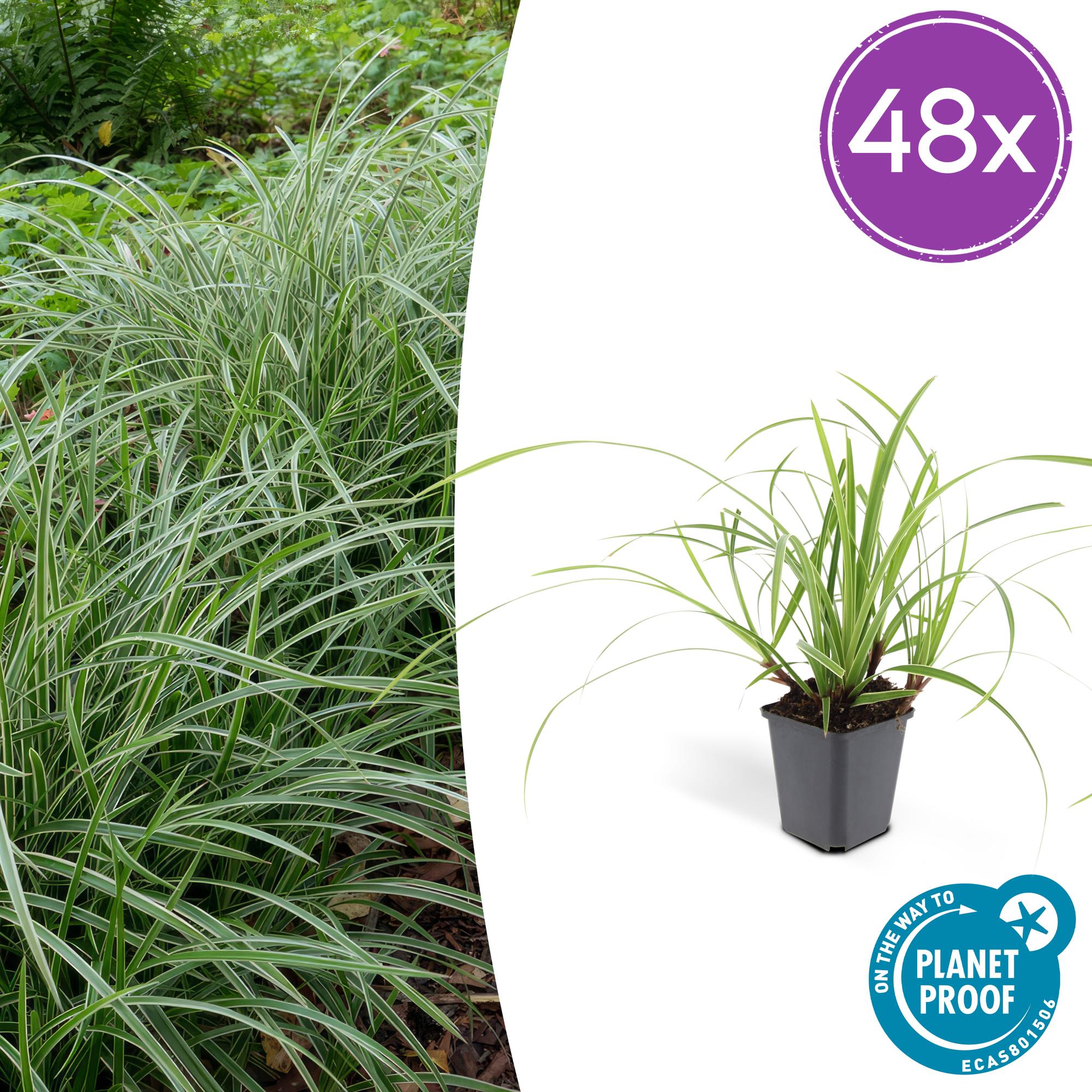 Carex morrowii 'Ice Dance' potmaat 9 cm hoogte 10 tot 25 cm