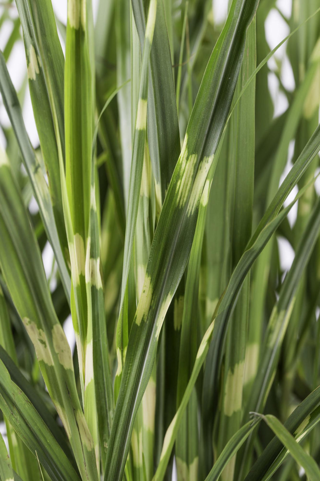 Miscanthus sinensis Strictus - Ø23cm - ↕60cm - Ø23 - ↨60cm
