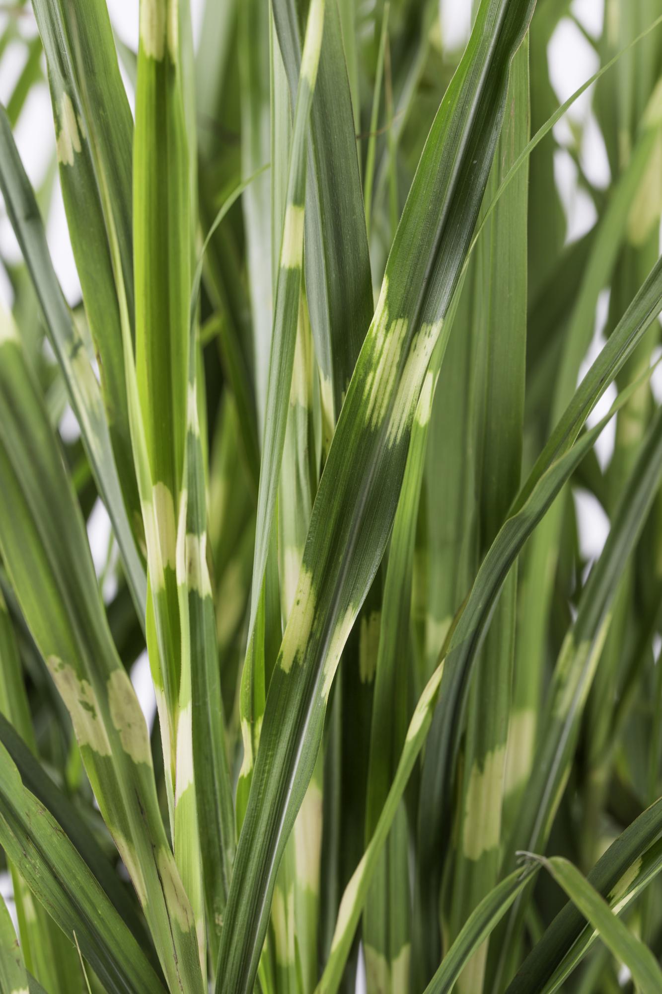 Miscanthus sinensis Strictus - Ø23cm - ↕60cm - Ø23 - ↨60cm