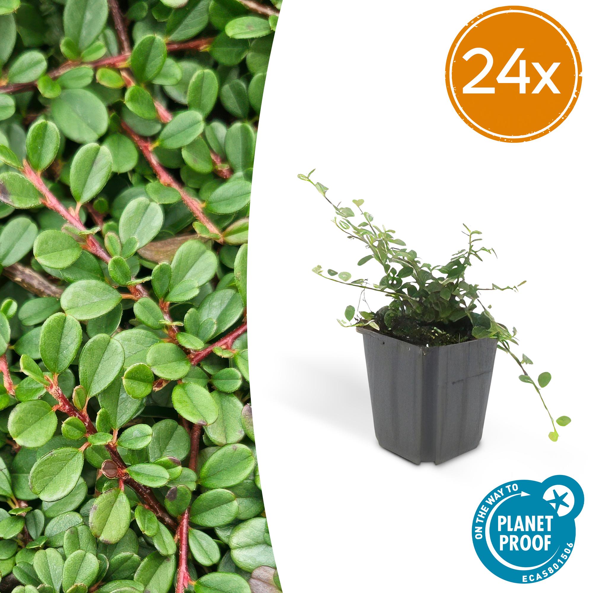 Cotoneaster pr. 'Streib's Findling' potmaat 9 cm hoogte 10 tot 25 cm