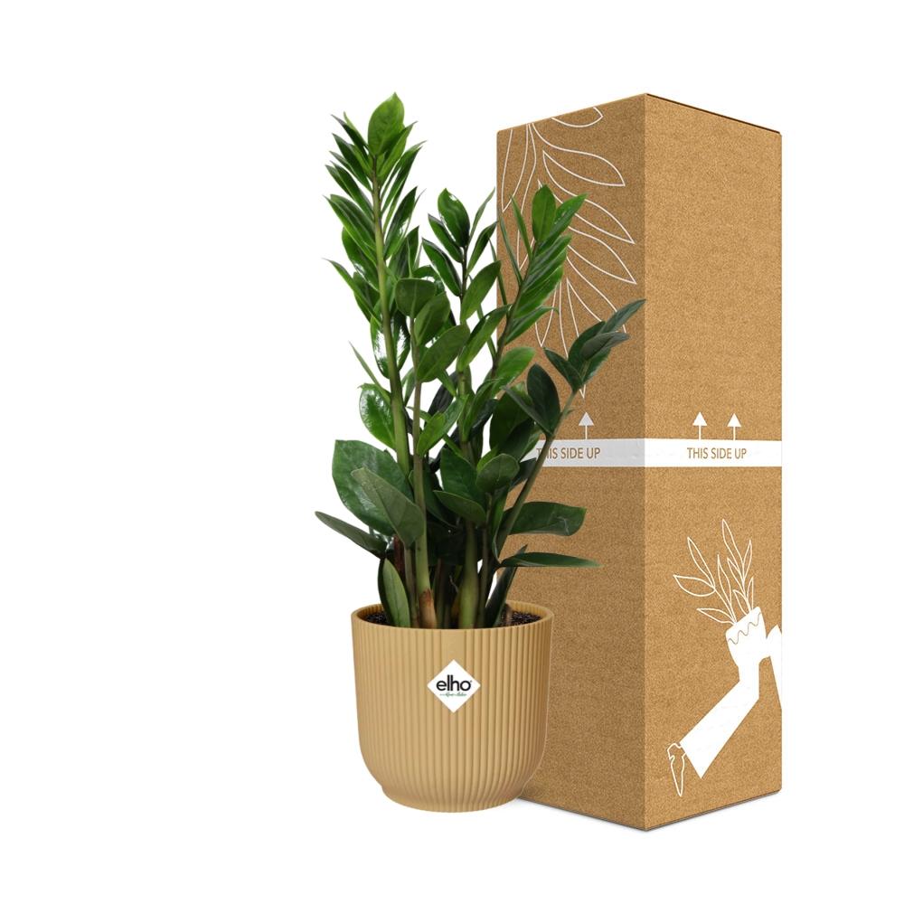 Zamioculcas – Hoogte 45-50 in ELHO Vibes Fold 14cm geel
