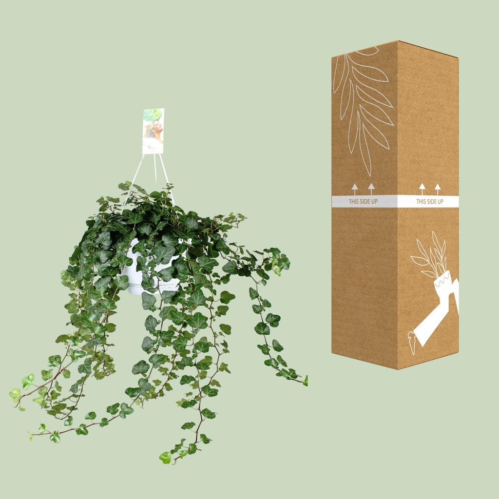 Hedera Wonder Green - Ø24cm - ↕70cm - Ø17 - ↨70cm