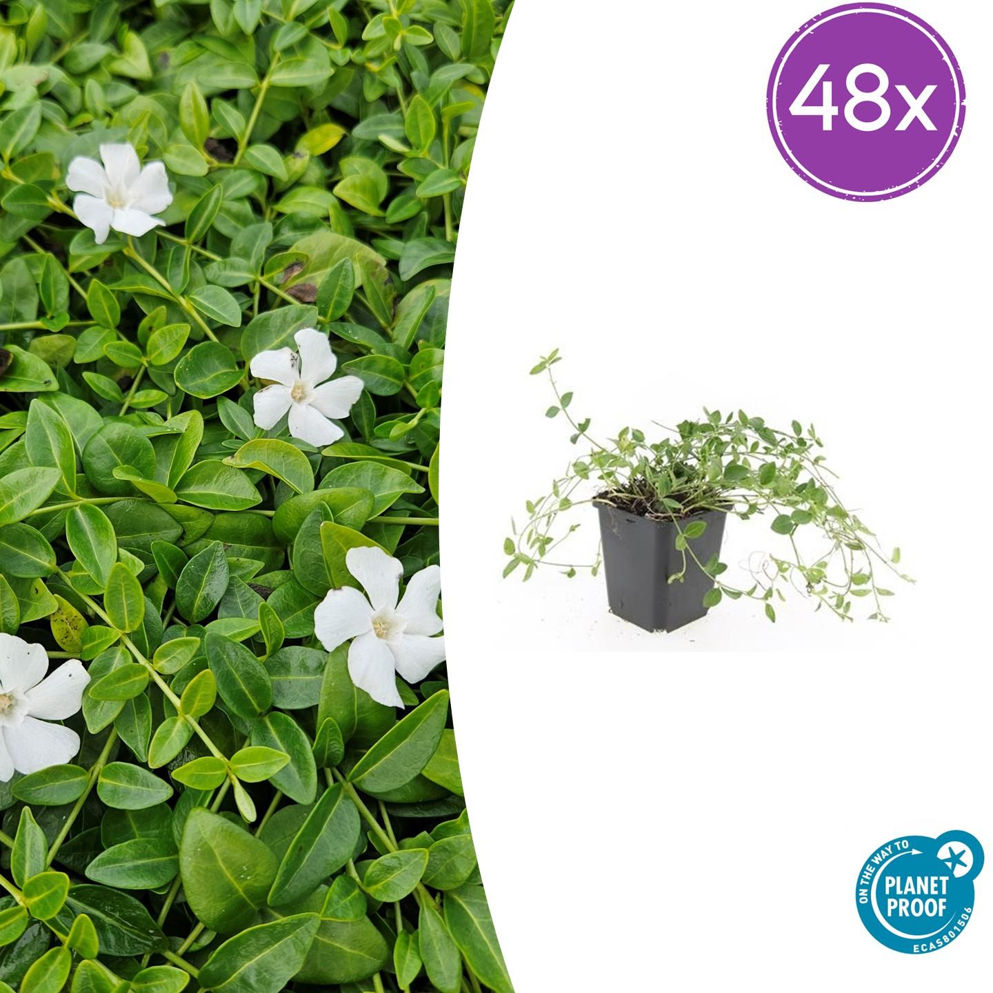 Vinca minor 'Gertrude Jekyll' potmaat 9 cm hoogte 10 tot 25 cm