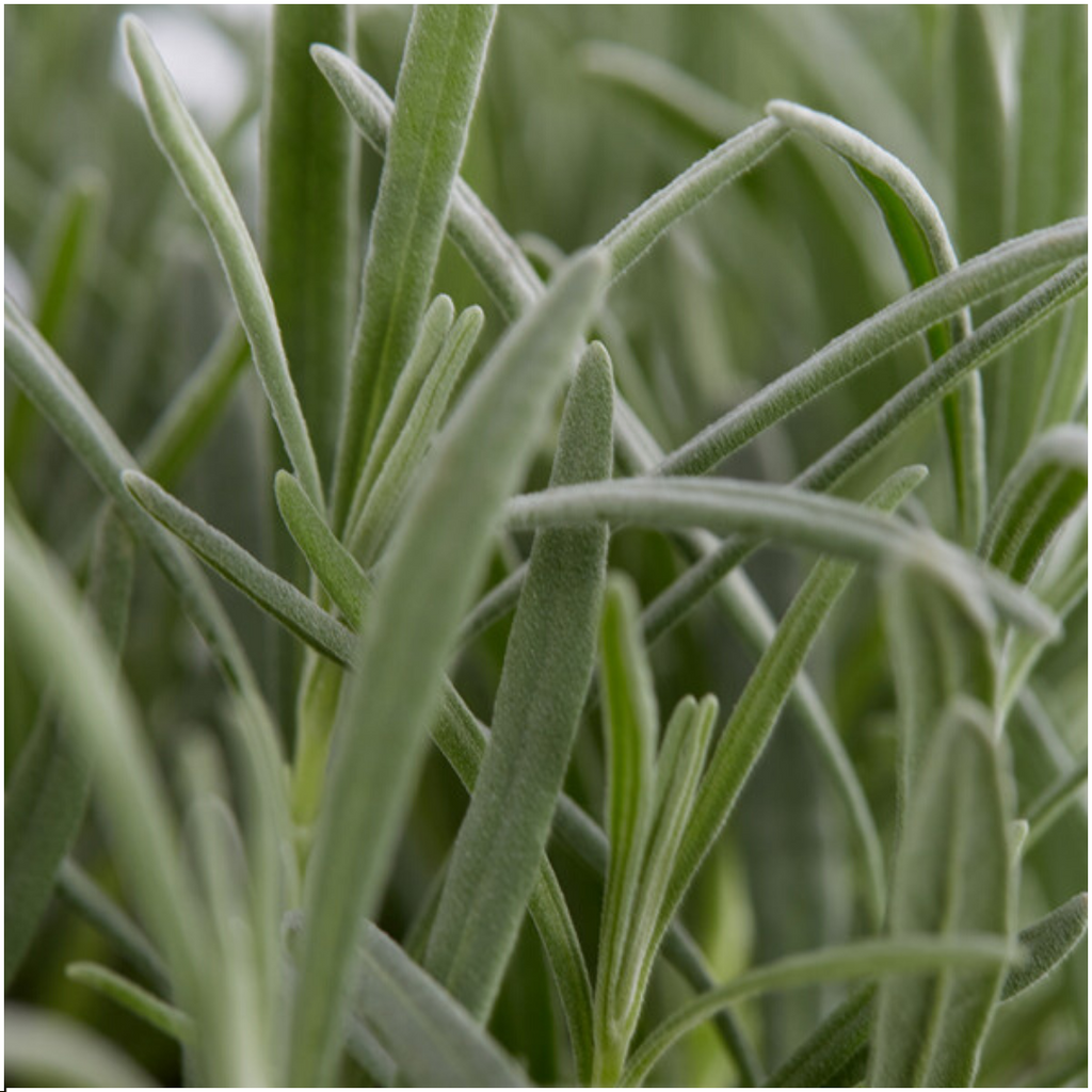 Lavendel angustifolia (6 pack) potmaat 7 cm hoogte 15 cm