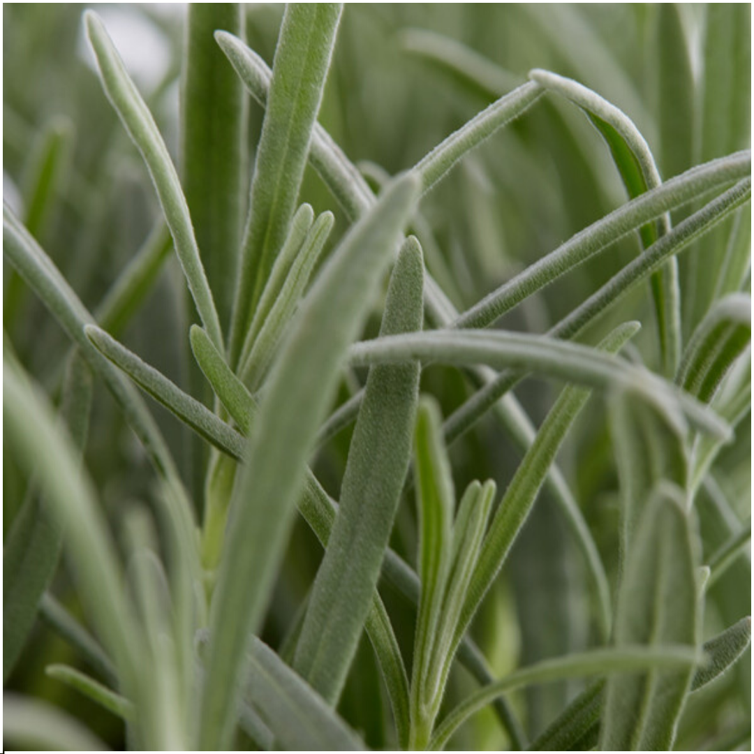 Lavendel angustifolia (6 pack) potmaat 7 cm hoogte 15 cm