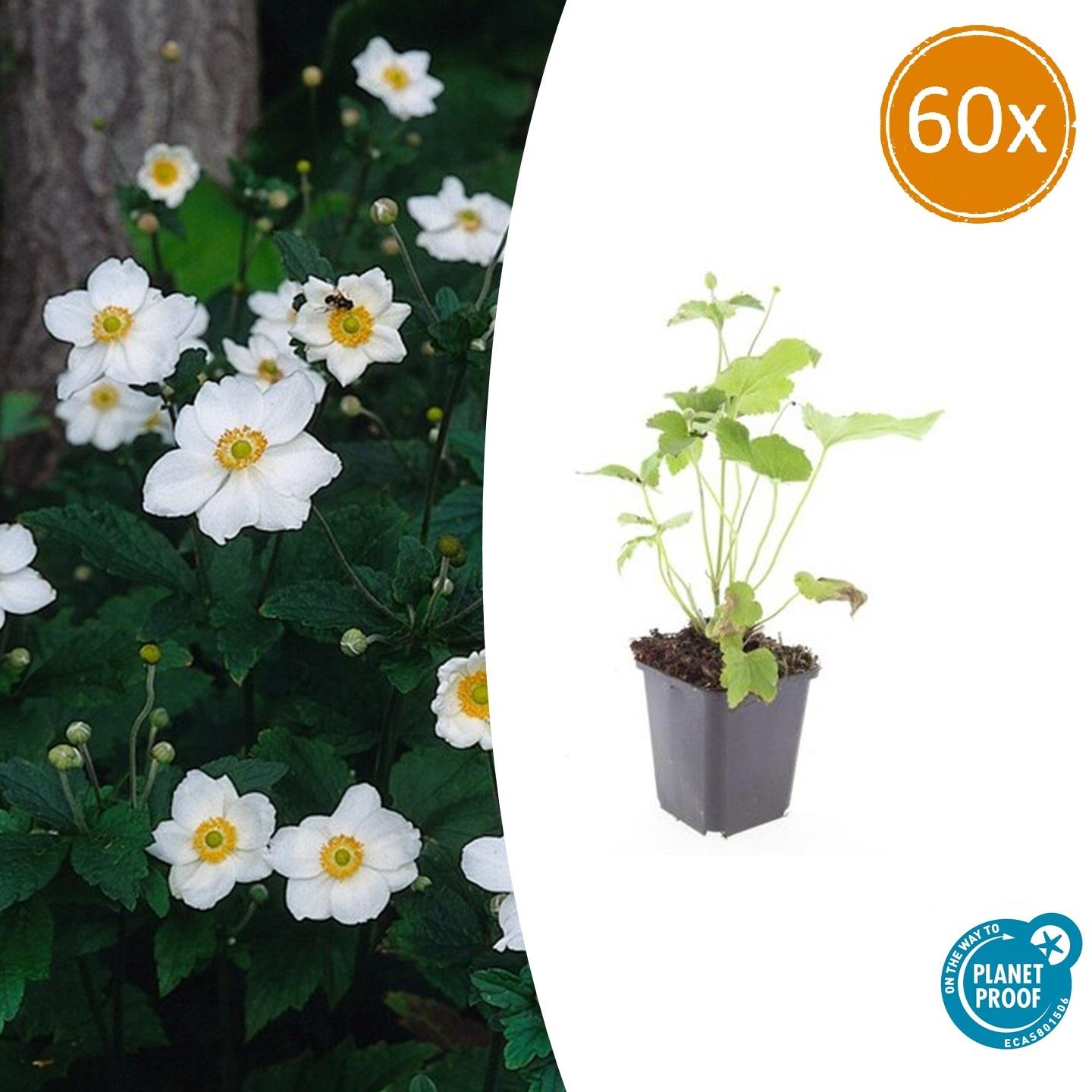 Anemone hyb. 'Honorine Jobert' potmaat 9 cm hoogte 10 tot 25 cm
