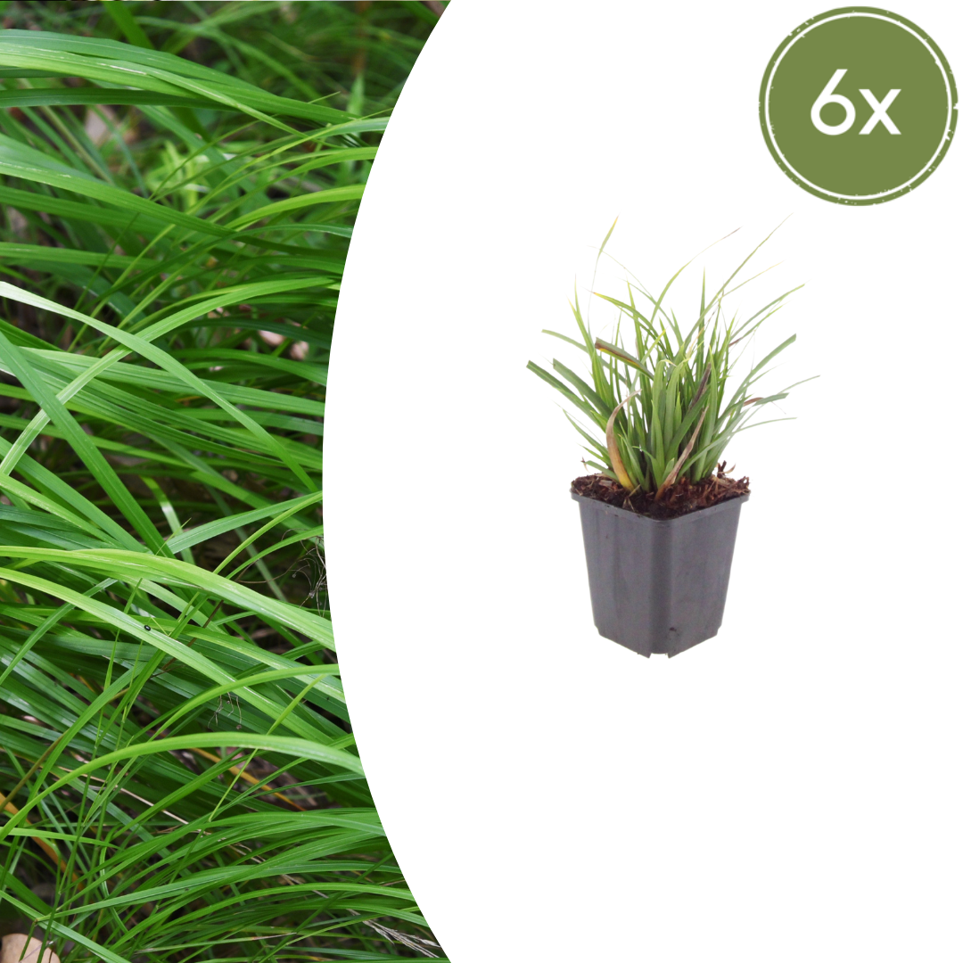 Carex morrowii potmaat 9 cm hoogte 10 tot 25 cm