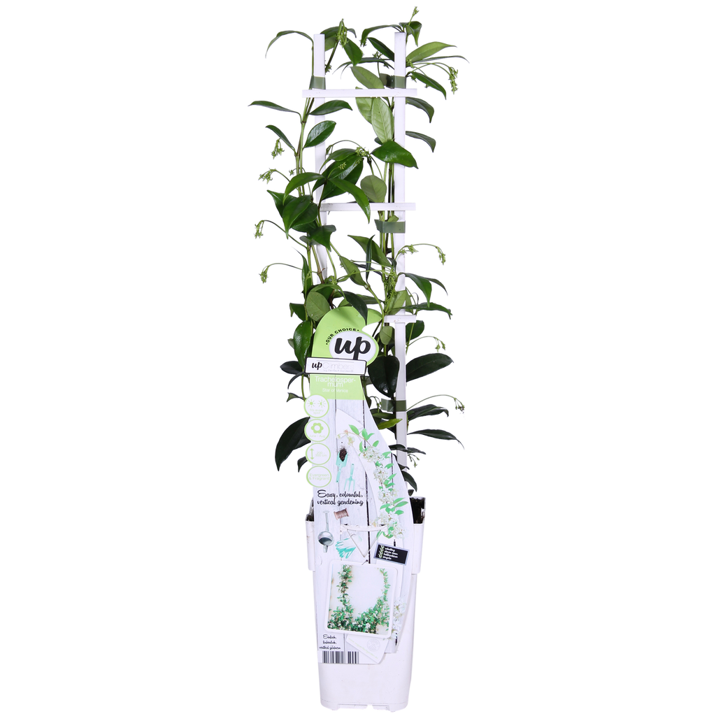 Trachelospermum 'Star of Venice' - Toscaanse Jasmijn Wit - Ø15cm - ↕65cm