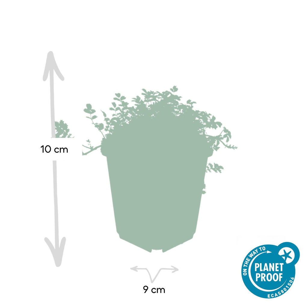 Acaena microphylla 'Kupferteppich' potmaat 9 cm hoogte 10 tot 25 cm