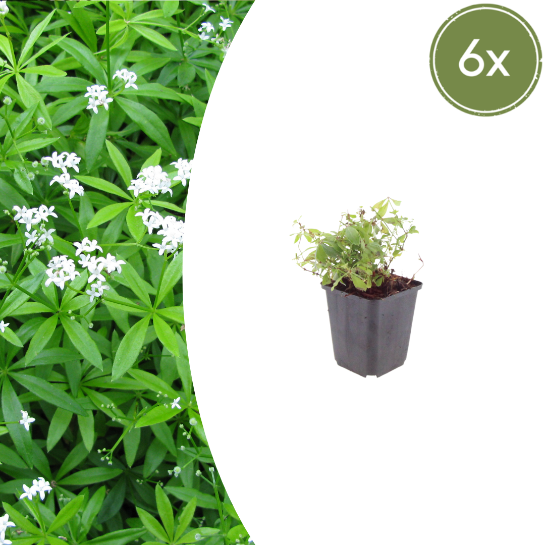 Galium odoratum potmaat 9 cm hoogte 10 tot 25 cm