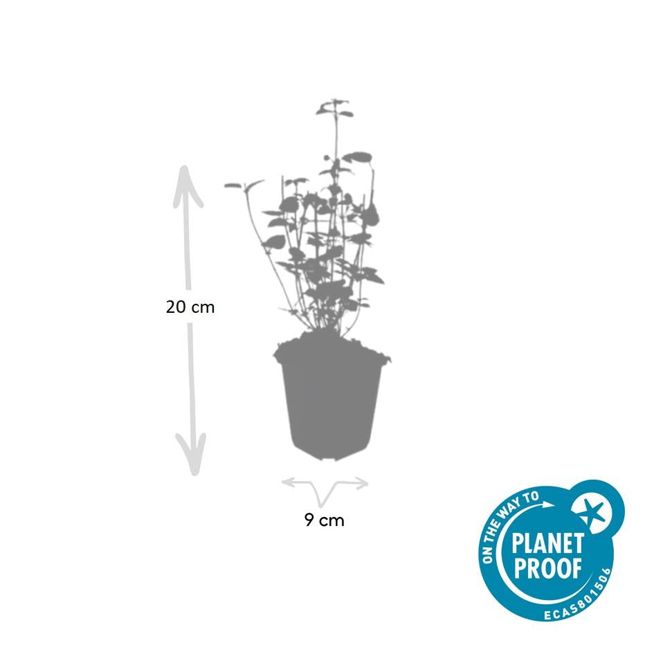 Agastache 'Black Adder' potmaat 9 cm hoogte 10 tot 25 cm