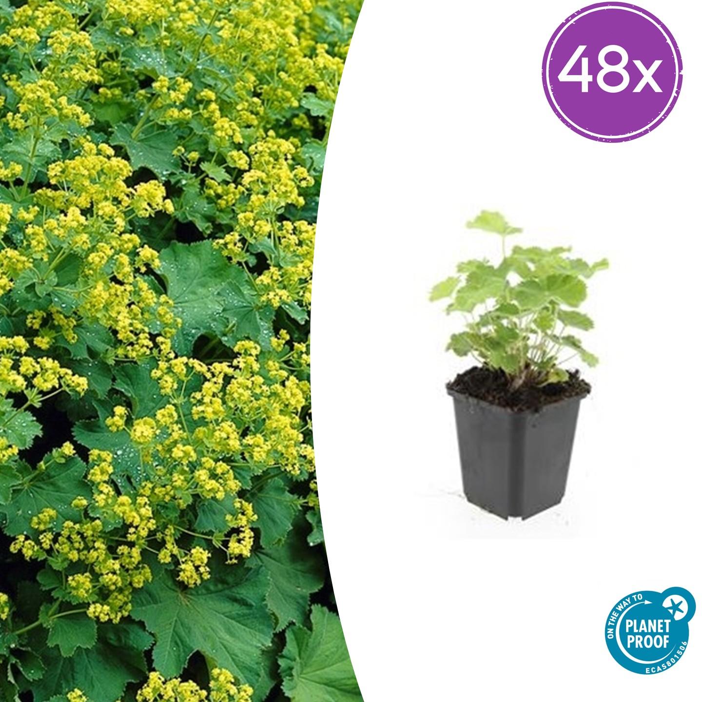 Alchemilla mollis potmaat 9 cm hoogte 10 tot 25 cm