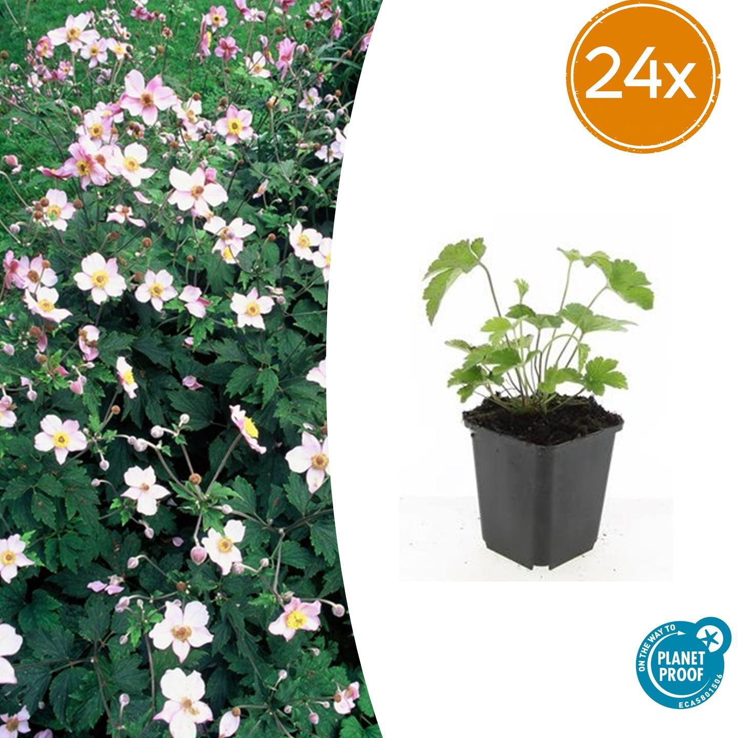 Anemone tom. 'Robustissima' potmaat 9 cm hoogte 10 tot 25 cm