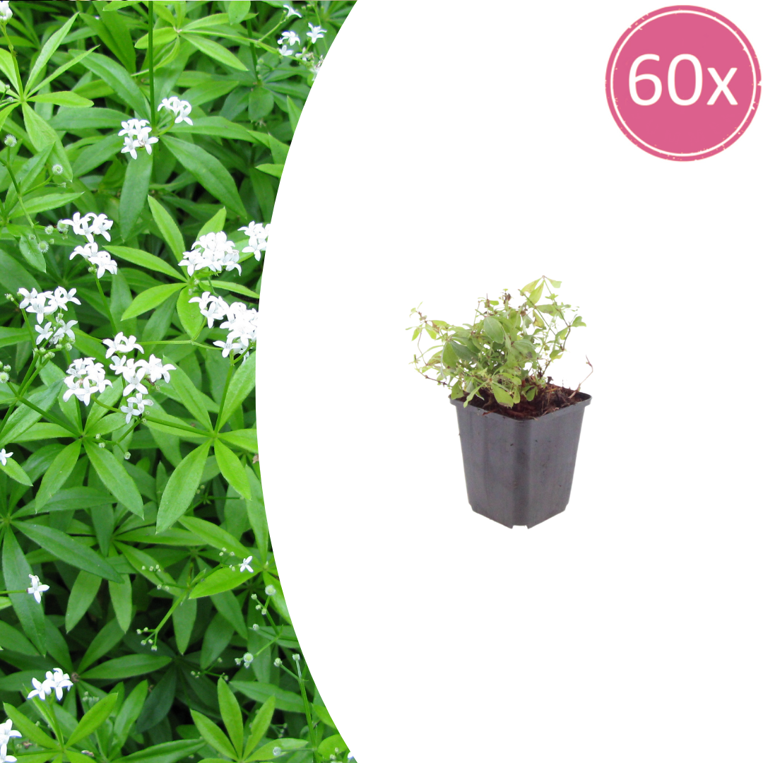 Galium odoratum potmaat 9 cm hoogte 10 tot 25 cm
