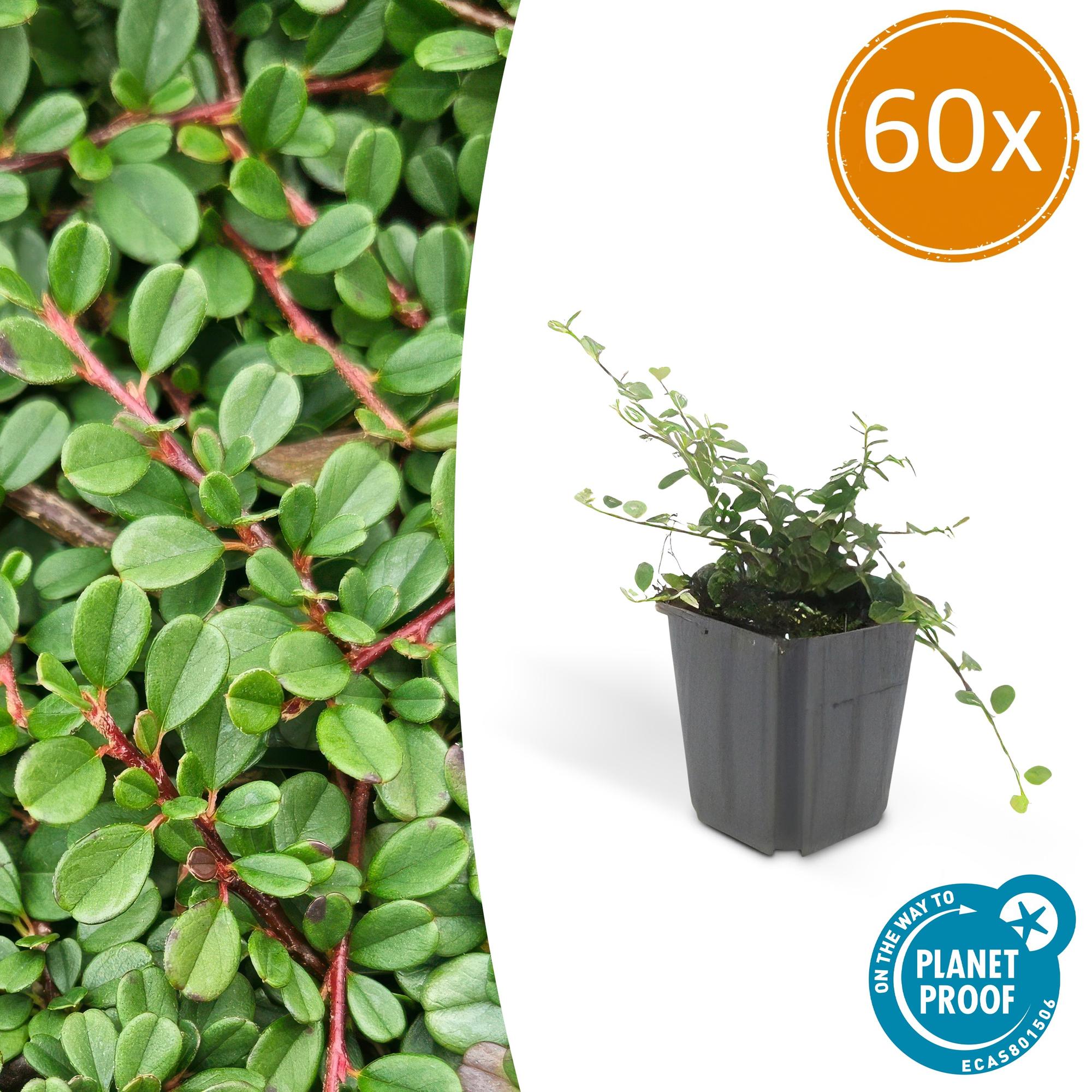 Cotoneaster pr. 'Streib's Findling' potmaat 9 cm hoogte 10 tot 25 cm