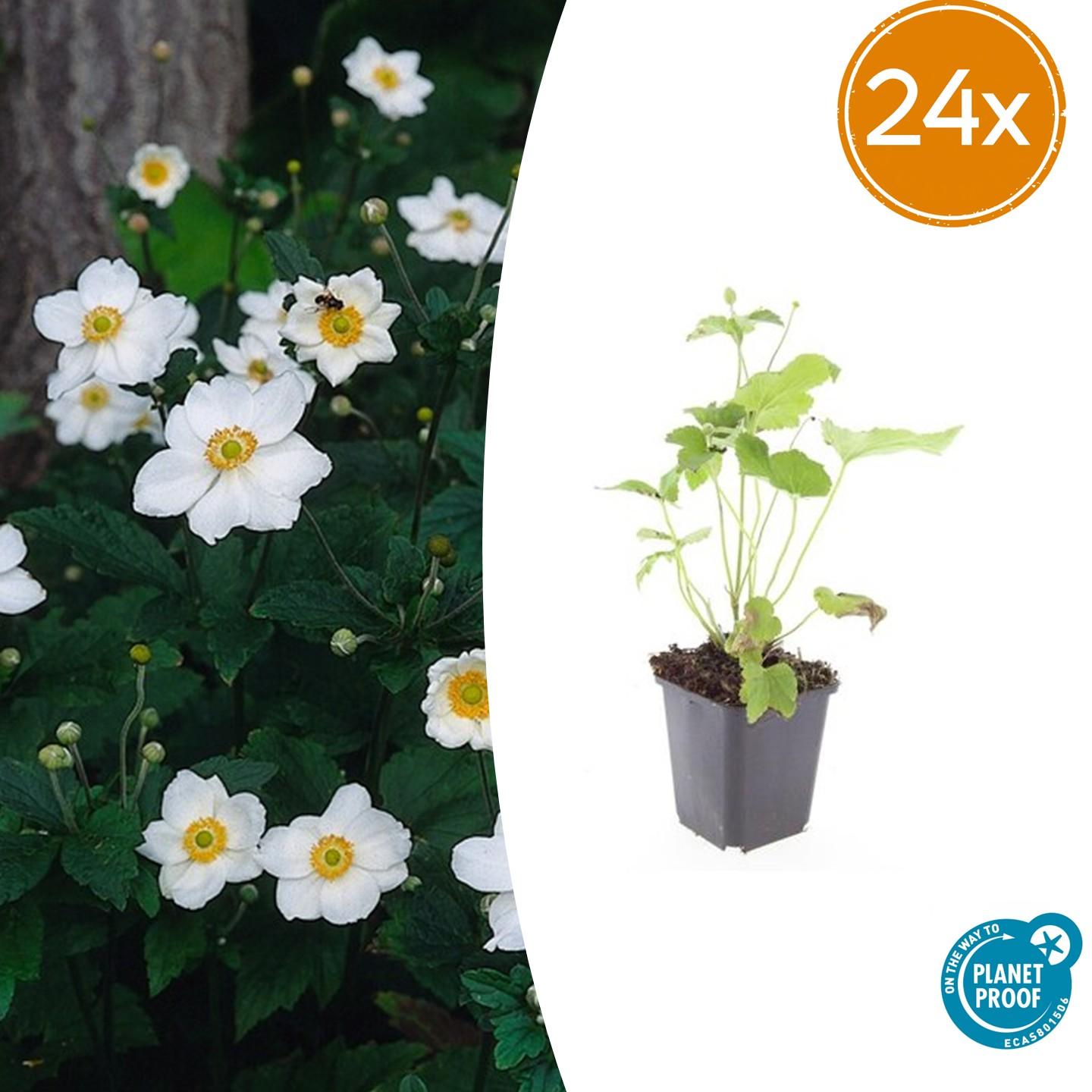 Anemone hyb. 'Honorine Jobert' potmaat 9 cm hoogte 10 tot 25 cm
