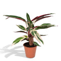 Calathea Triostar - Pauwenplant - Ø19cm - ↕70cm