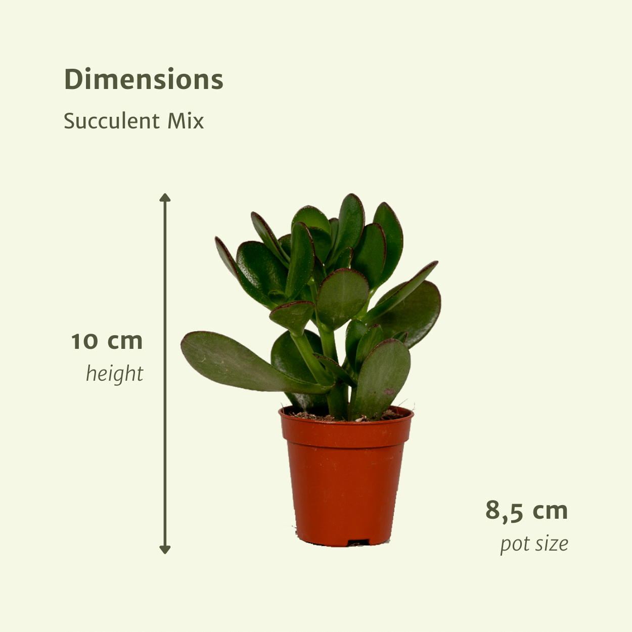 Everspring - Succulenten Mix - 10 cm - Ø8,5 - 9