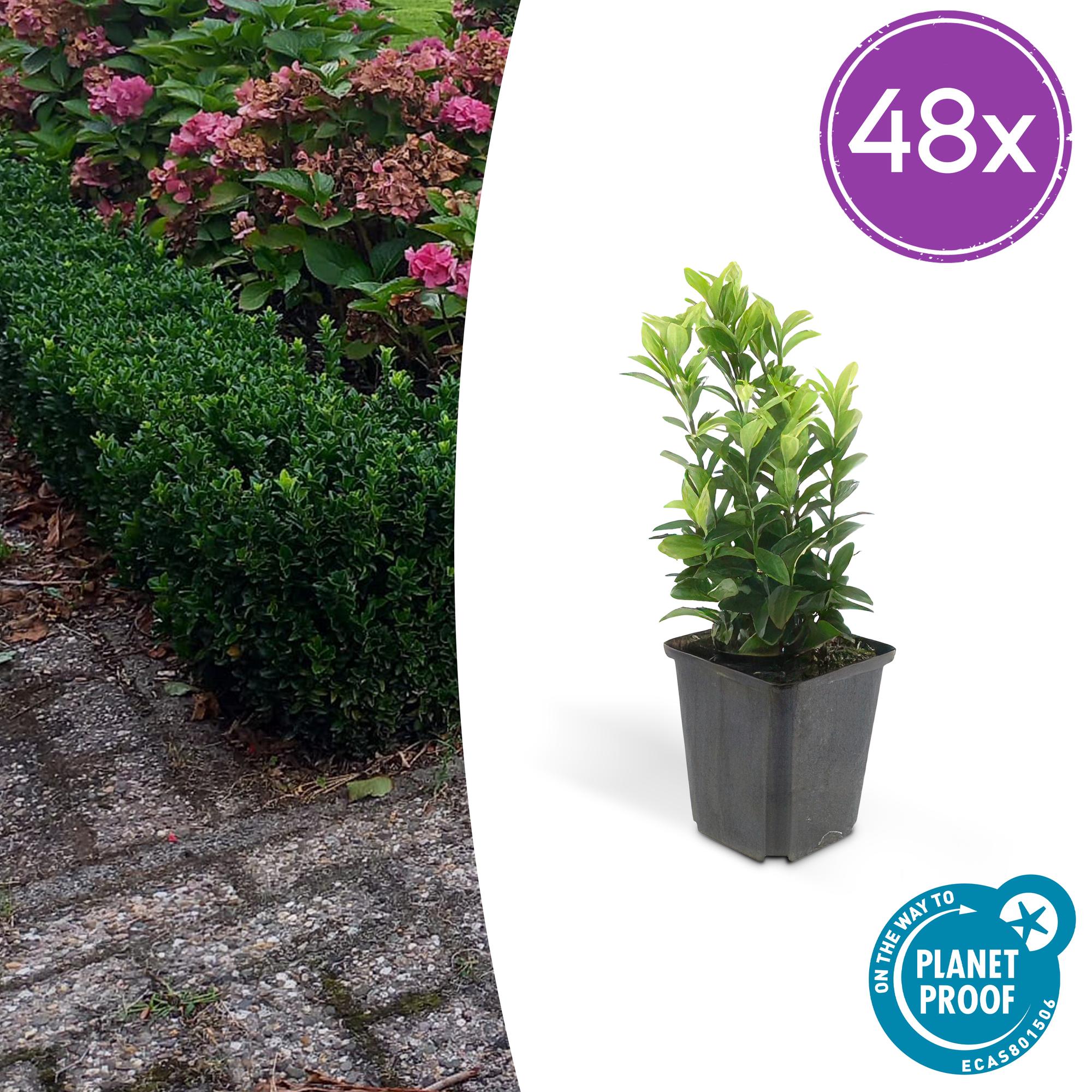 Euonymus jap. Green Spire potmaat 9 cm hoogte 10 tot 25 cm
