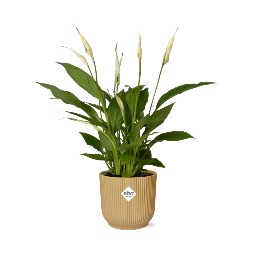 Spathiphyllum 12 Cm Torelli  in ELHO Vibes Fold 14cm geel
