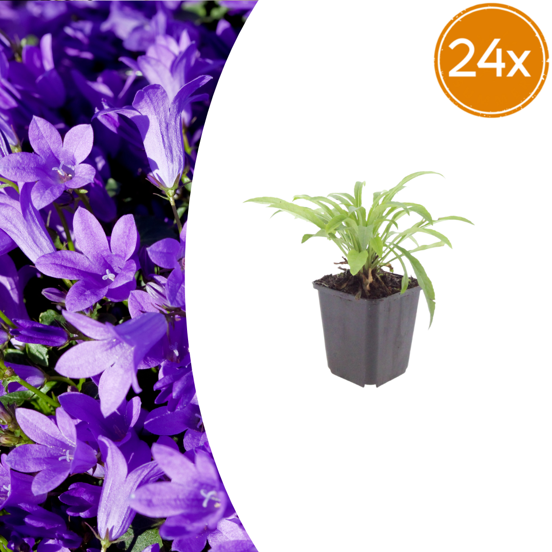 Campanula pers. 'Coerulea' potmaat 9 cm hoogte 10 tot 25 cm