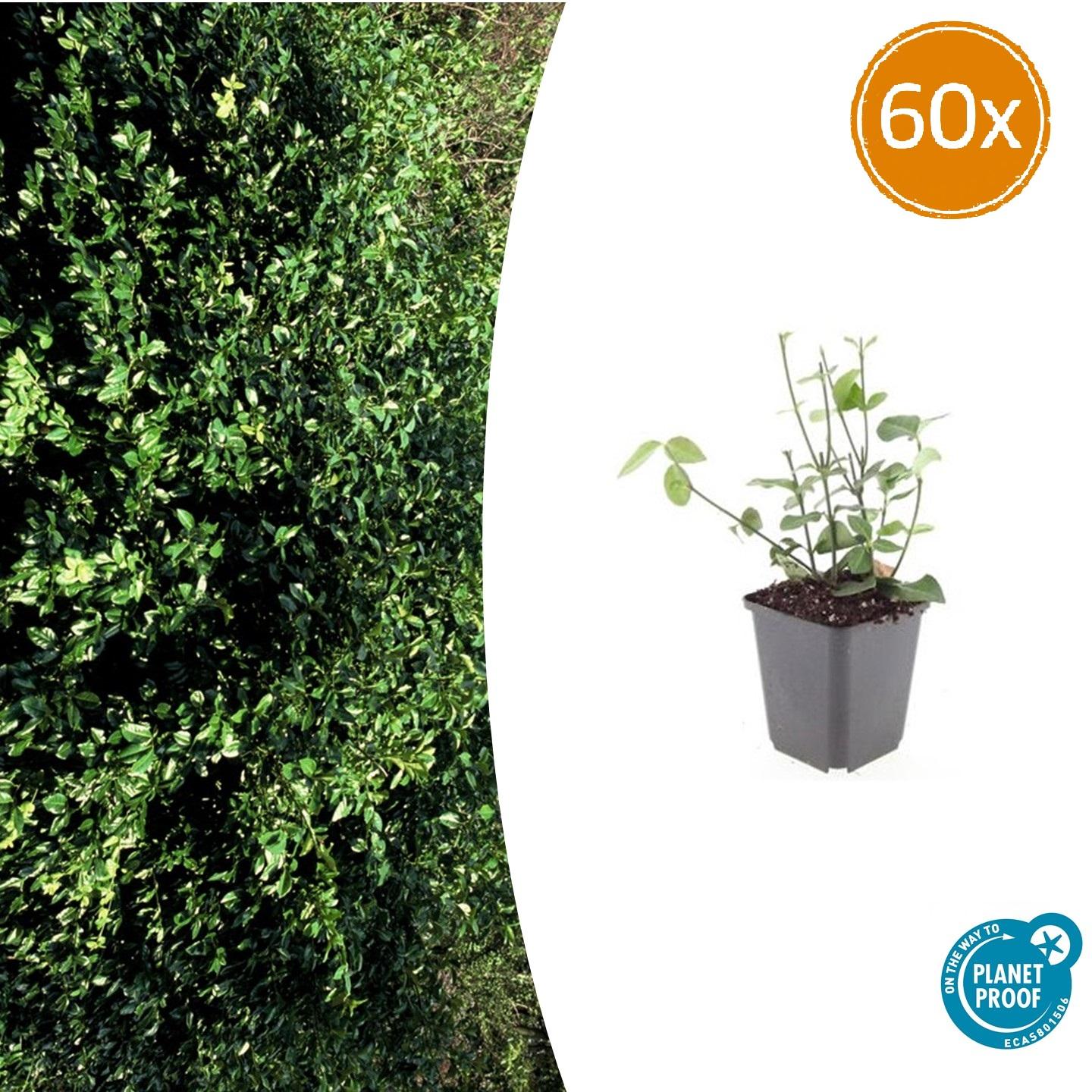 Euonymus fort. 'Coloratus' potmaat 9 cm hoogte 10 tot 25 cm
