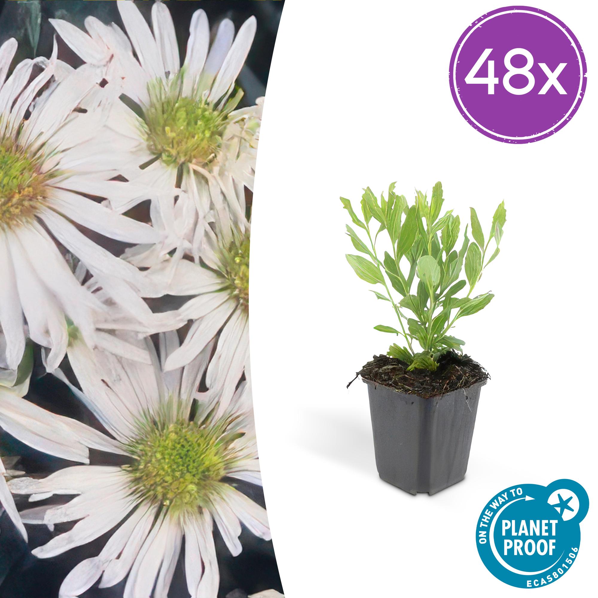 Aster ageratoides 'Ashvi' potmaat 9 cm hoogte 10 tot 25 cm