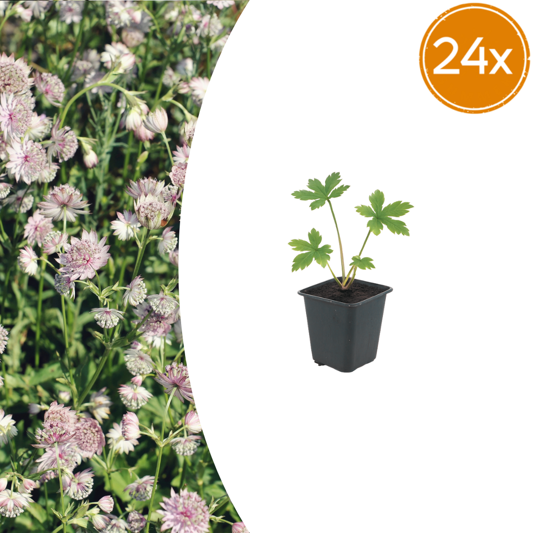 Astrantia major potmaat 9 cm hoogte 10 tot 25 cm