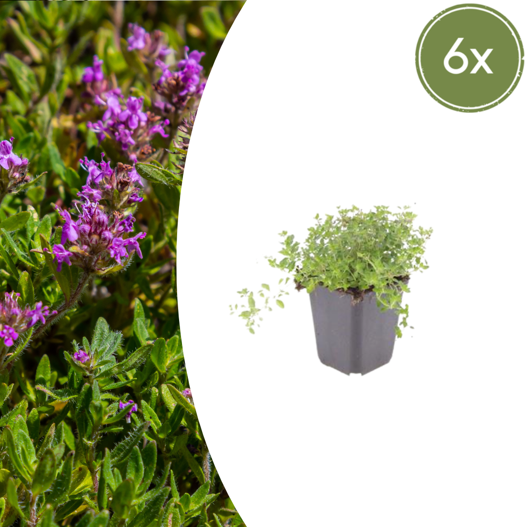 Thymus serpyllum potmaat 9 cm hoogte 10 tot 25 cm