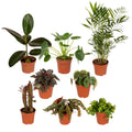Buitenbeentjesbox potmaat 12 cm