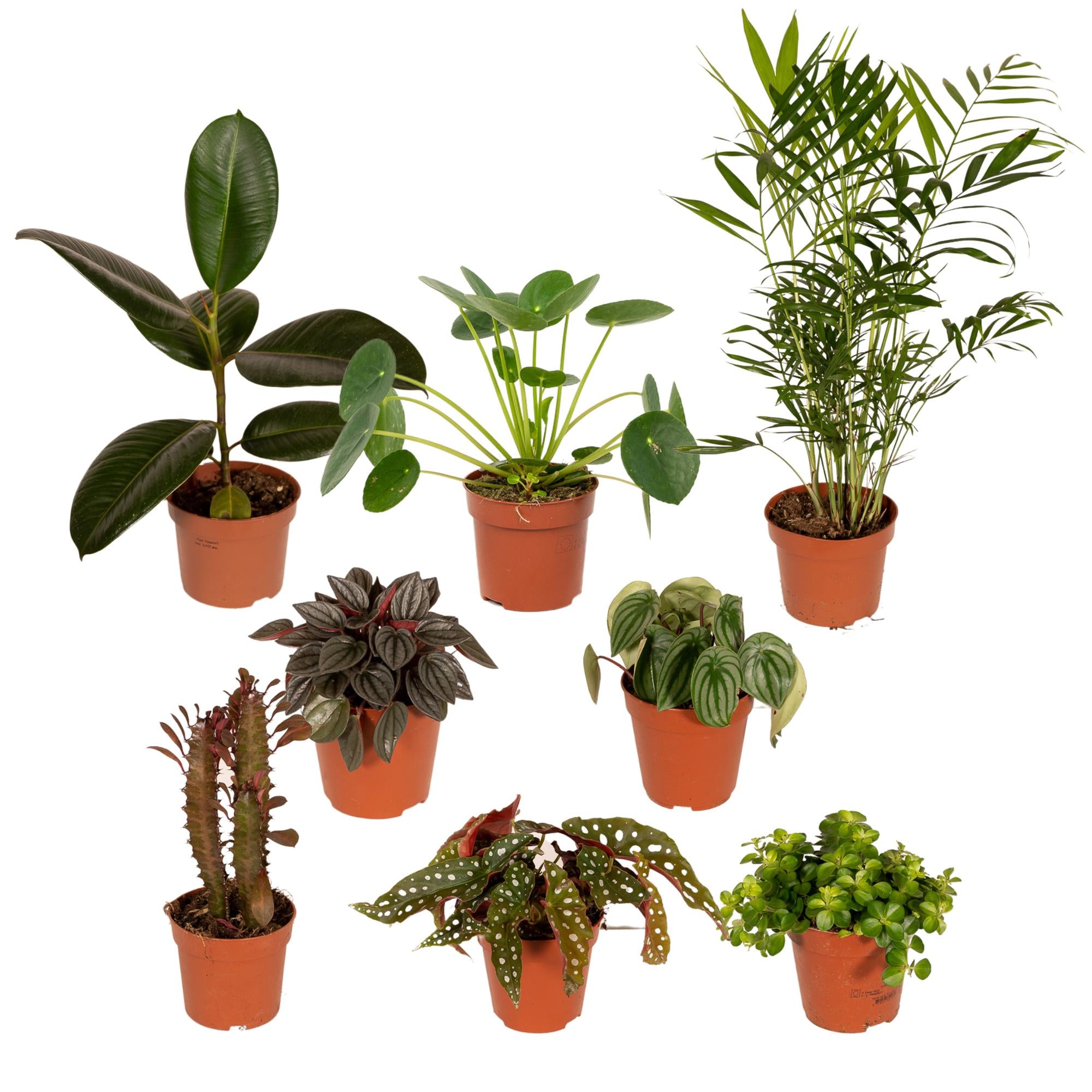 Buitenbeentjesbox potmaat 12 cm