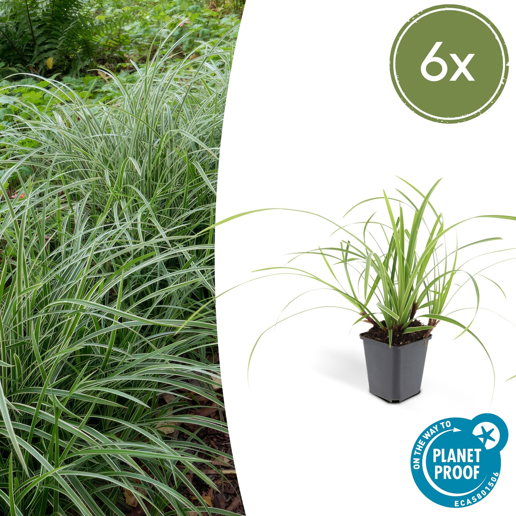 Carex morrowii 'Ice Dance' potmaat 9 cm hoogte 10 tot 25 cm