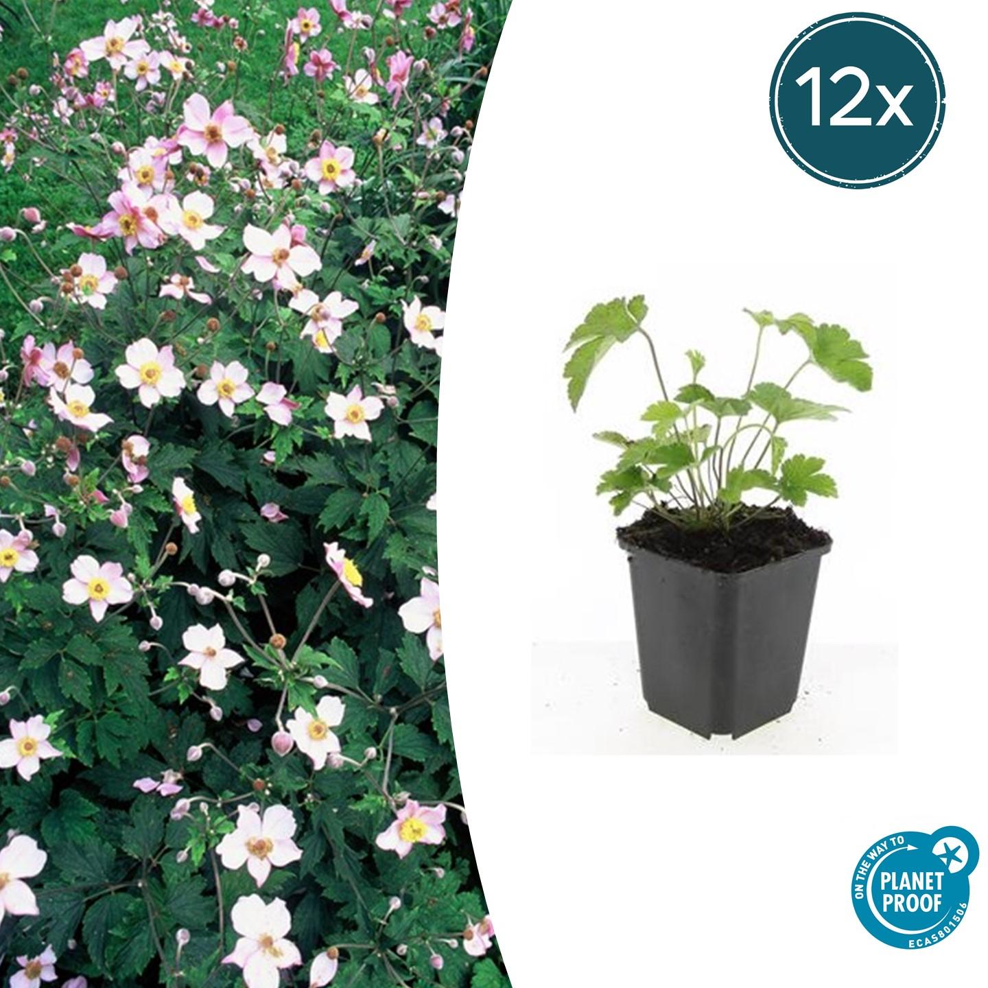 Anemone tom. 'Robustissima' potmaat 9 cm hoogte 10 tot 25 cm