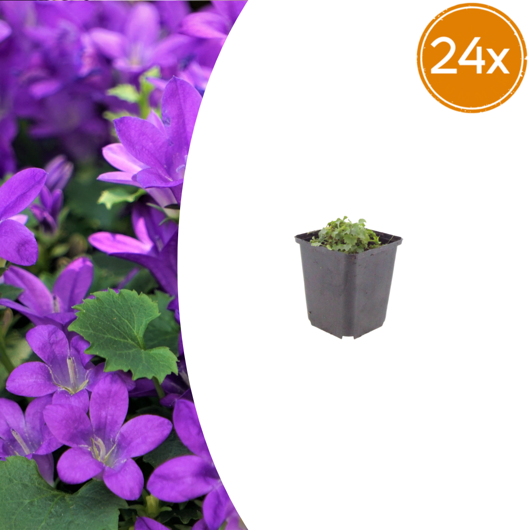 Campanula portenschlagiana potmaat 9 cm hoogte 10 tot 25 cm
