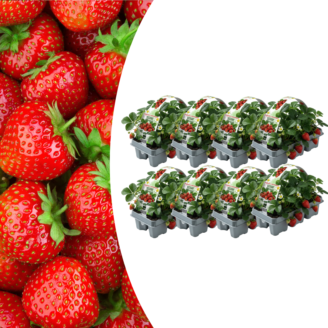 Aardbeien (Fragaria) 100% biologisch (6 pack) potmaat 7 cm hoogte 15 cm