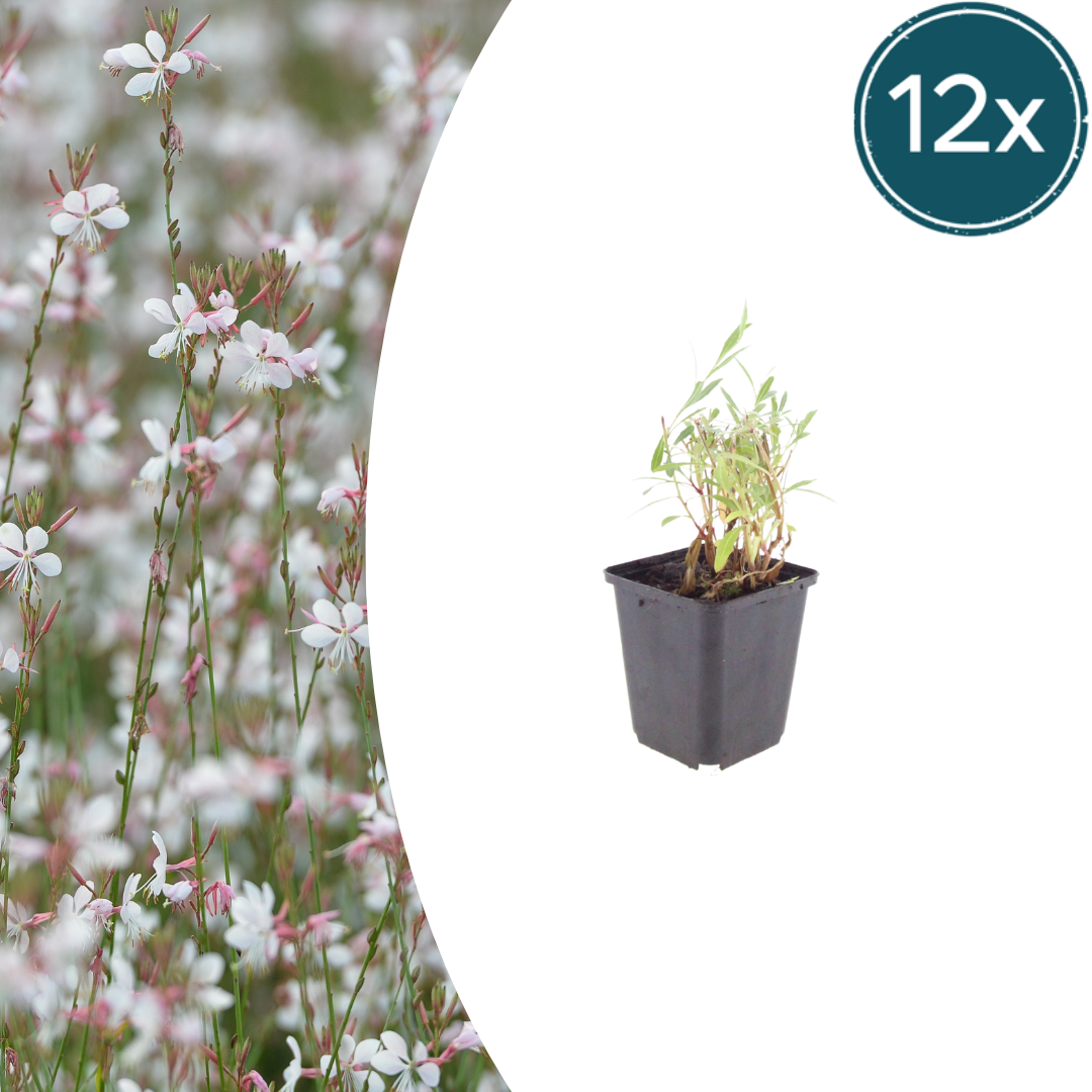 Gaura lindheimeri potmaat 9 cm hoogte 10 tot 25 cm