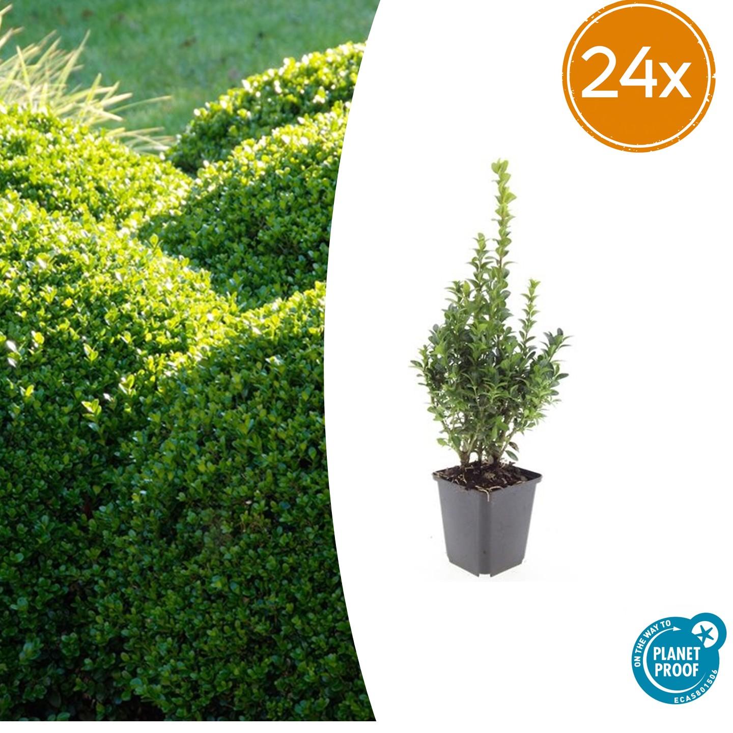Buxus Sempervirens potmaat 9 cm hoogte 10 tot 25 cm