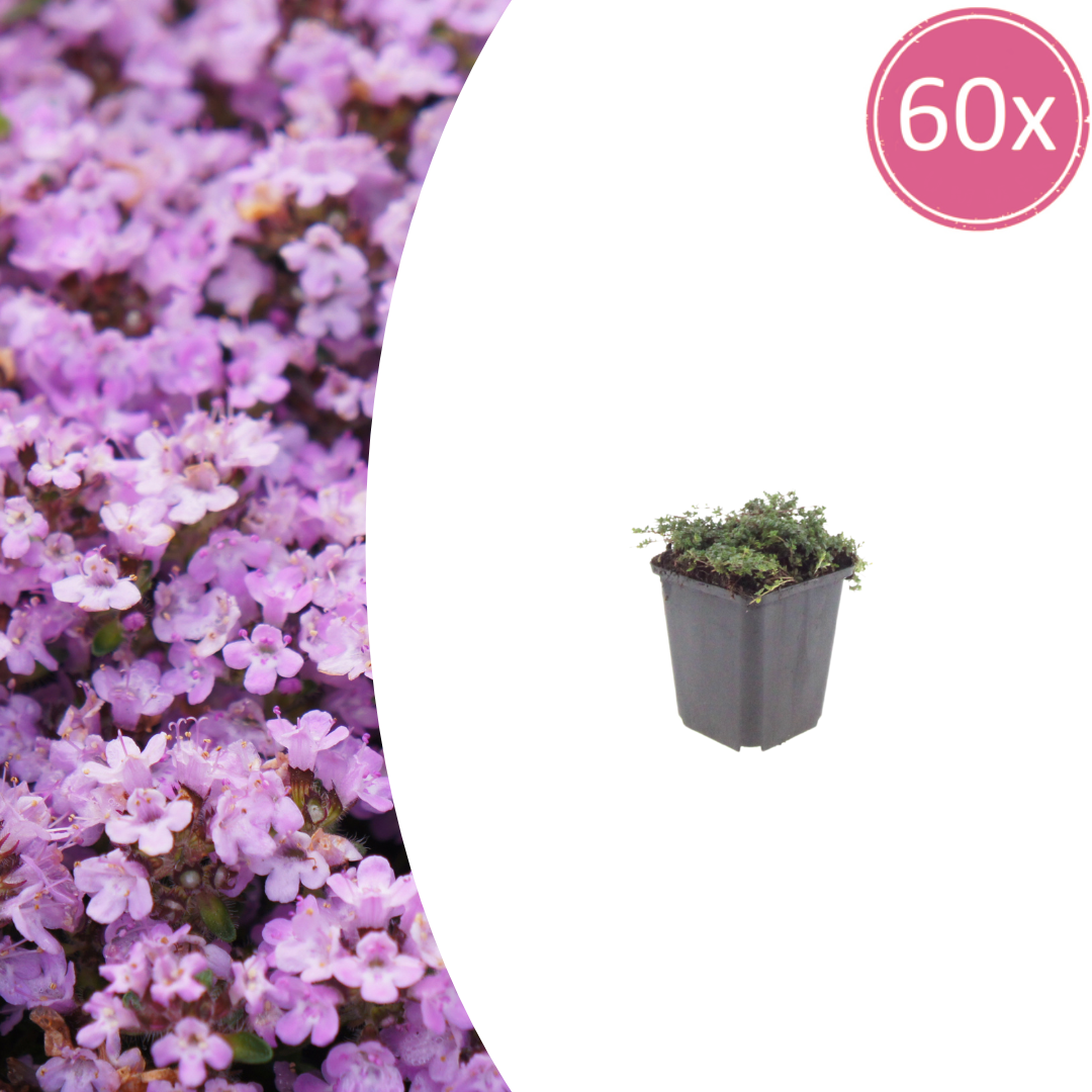 Thymus praecox 'Purple Beauty' potmaat 9 cm hoogte 10 tot 25 cm