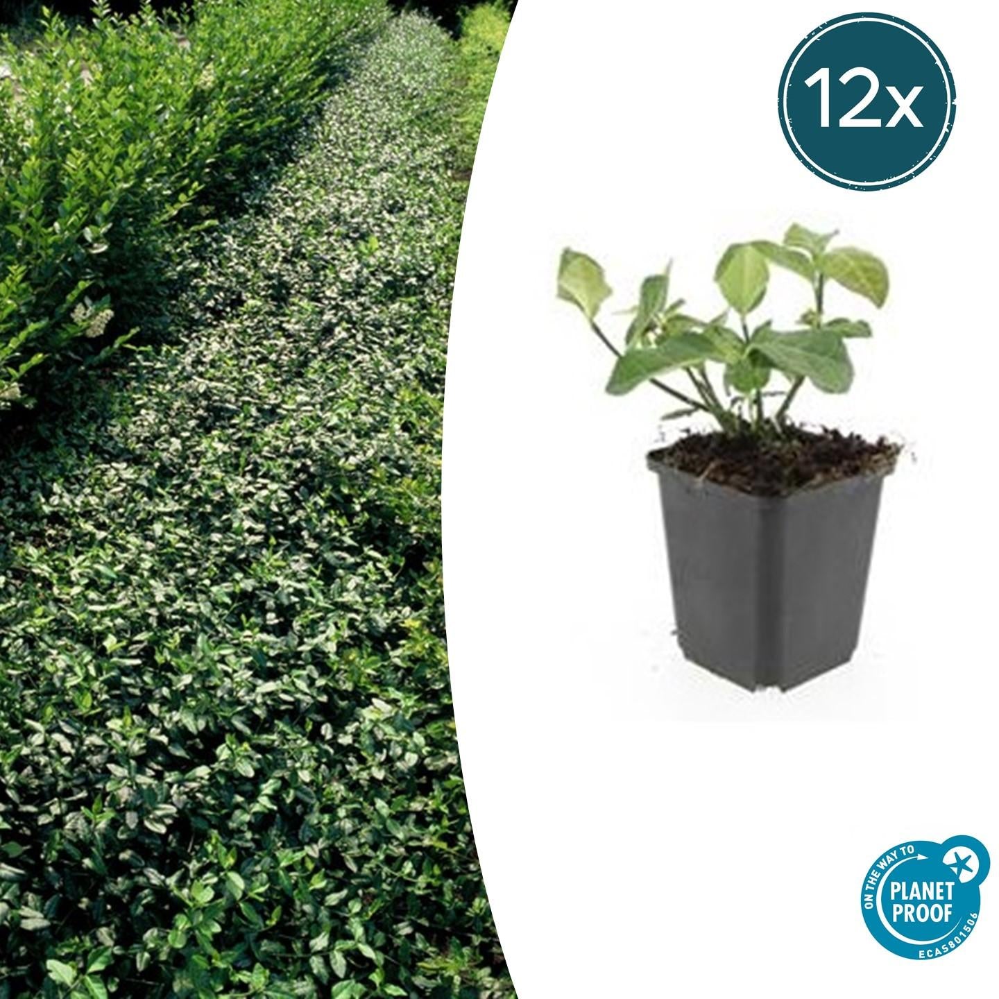 Euonymus fort. 'Dart's Blanket' potmaat 9 cm hoogte 10 tot 25 cm