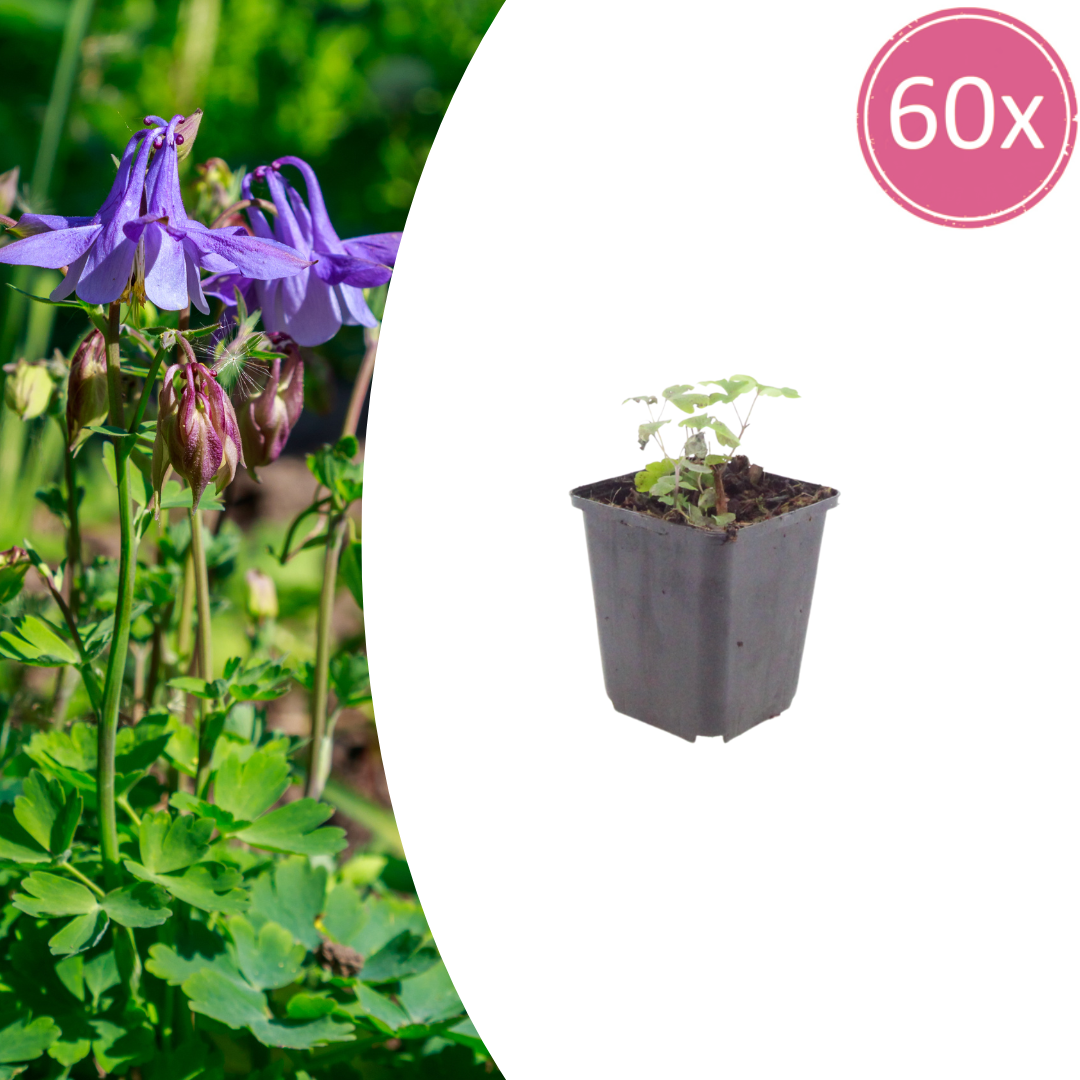 Aquilegia vulgaris potmaat 9 cm hoogte 10 tot 25 cm
