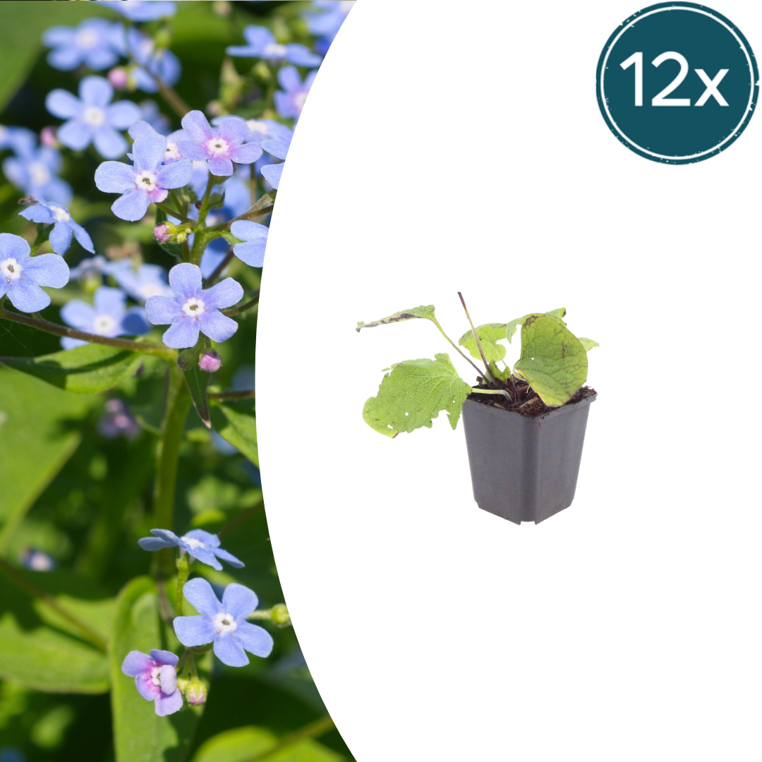 Brunnera macrophylla potmaat 9 cm hoogte 10 tot 25 cm