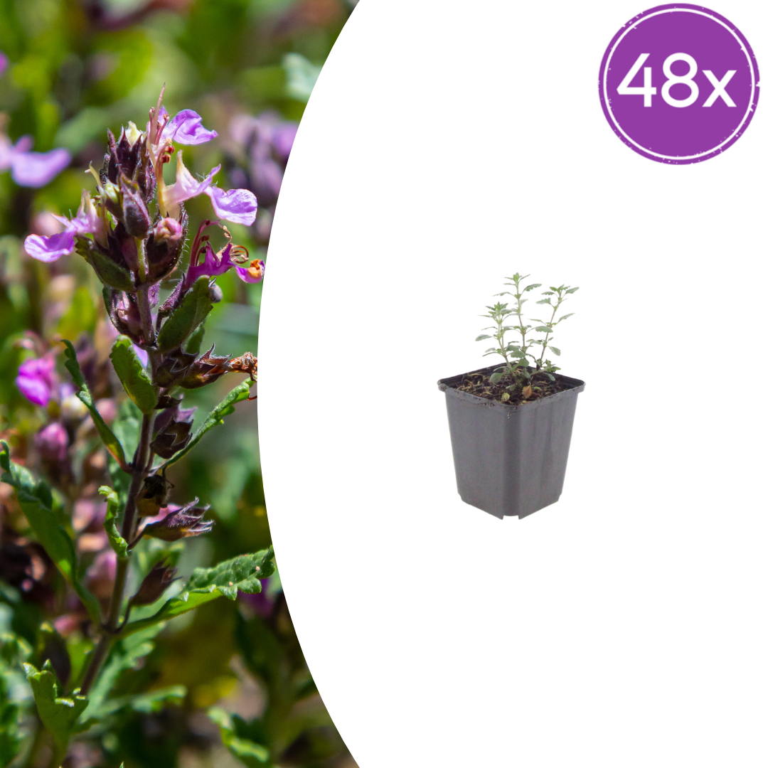 Teucrium lucidrys potmaat 9 cm hoogte 10 tot 25 cm