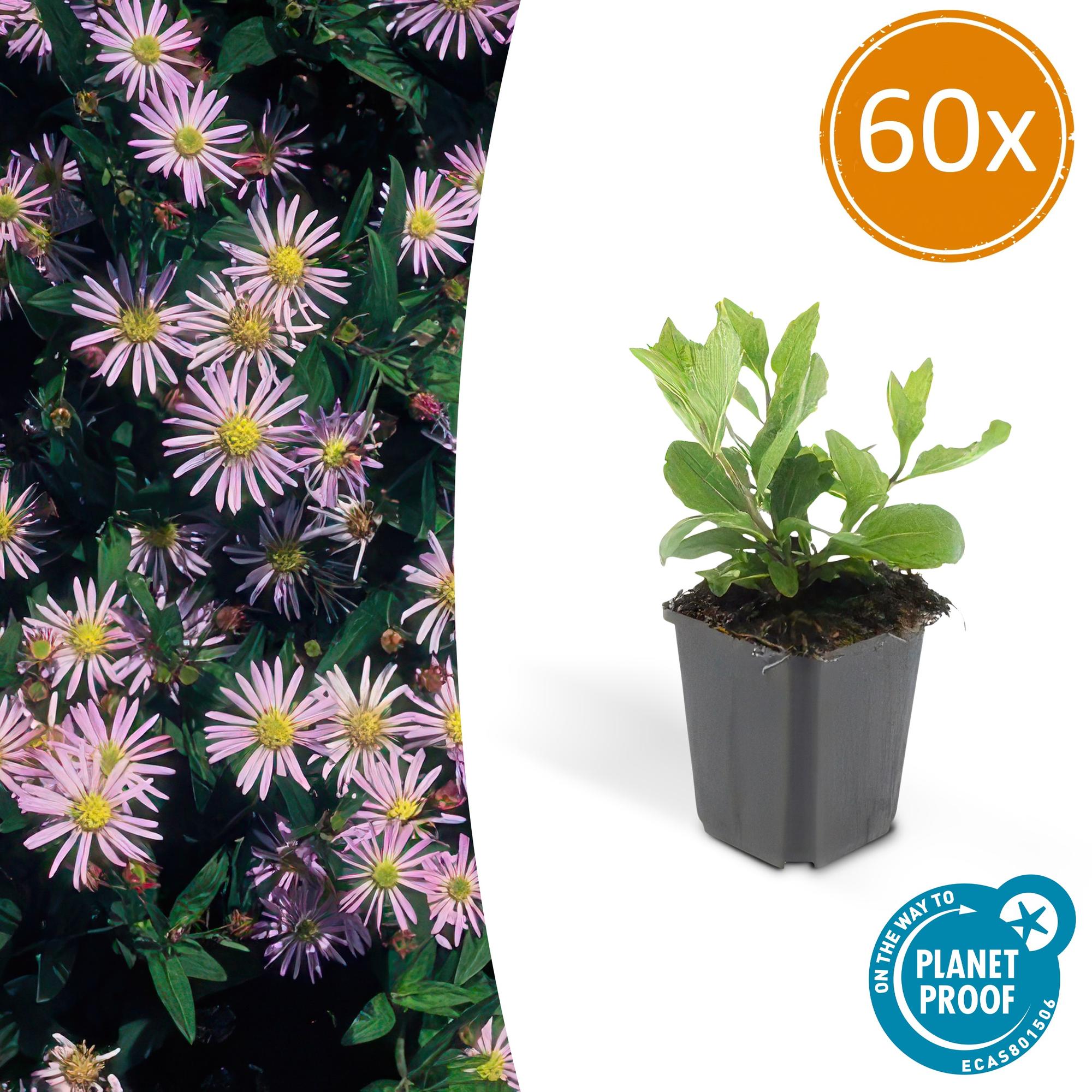 Aster ageratoides 'Asran' potmaat 9 cm hoogte 10 tot 25 cm