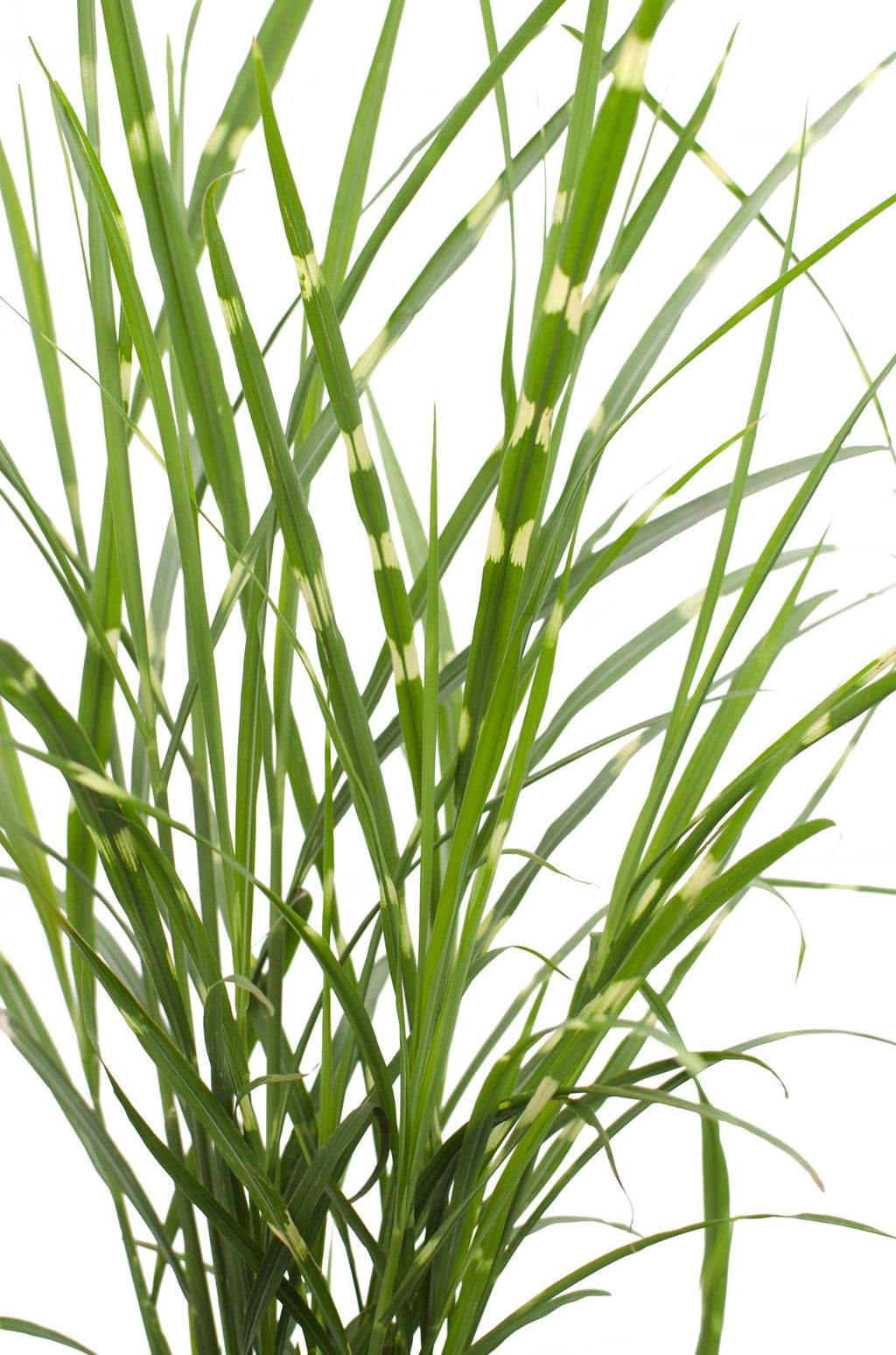 Miscanthus sinensis Strictus - Ø23cm - ↕60cm - Ø23 - ↨60cm