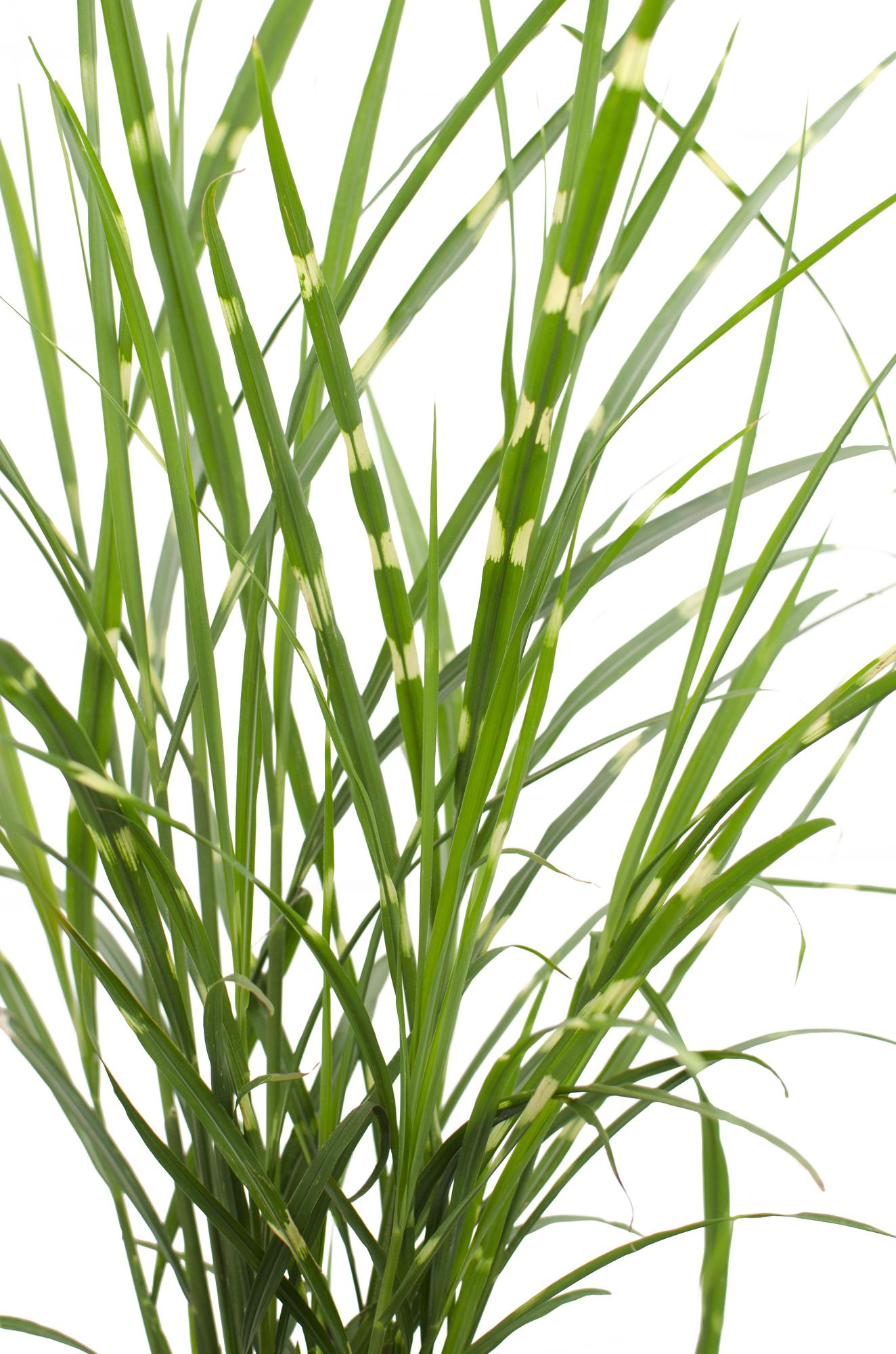 Miscanthus sinensis Strictus - Ø23cm - ↕60cm - Ø23 - ↨60cm