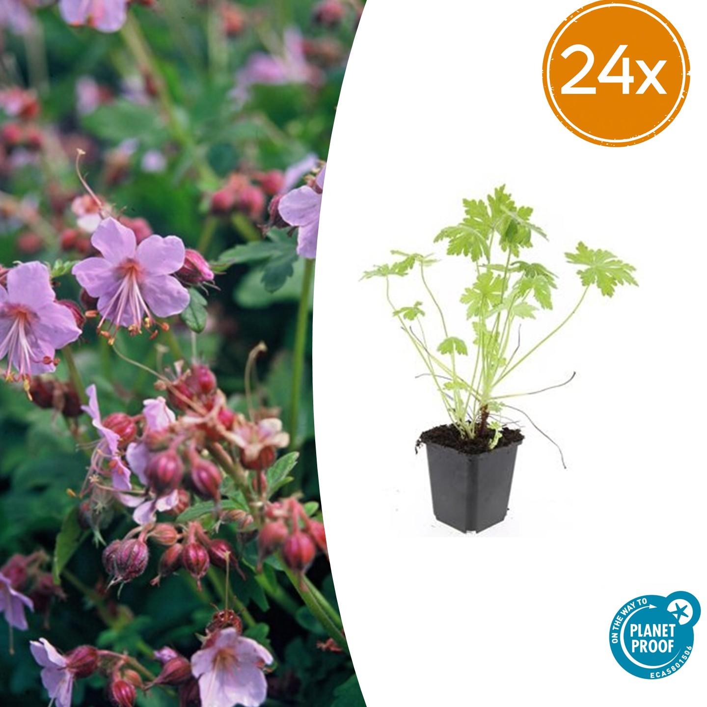 Geranium macrorrhizum potmaat 9 cm hoogte 10 tot 25 cm